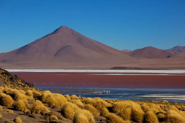 Вид Лагуну Hedionda Фламінго Болівія — стокове фото