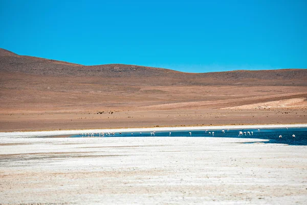 Солоне Озеро Провінції Нор Ліпс Департамент Потосі Болівії Лагуна Хедіонда — стокове фото