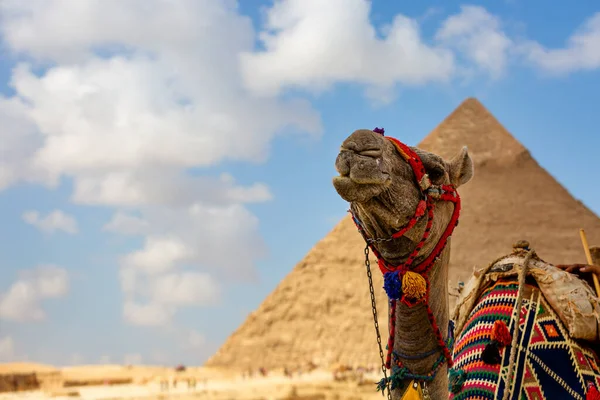 Верблюд Египетских Пирамидах Близ Каира Египет Гиза — стоковое фото