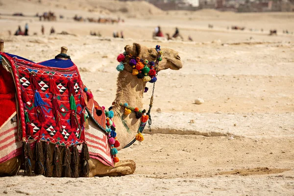Красиво Одетый Верблюд Сидит Рядом Египетскими Пирамидами Гиза Каир Египет — стоковое фото