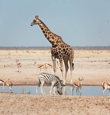 Etosha Ulusal Parkı, Namibya, Afrika 'daki bir su birikintisinin yakınında hayvanlar (zürafa, zebra, yay)
