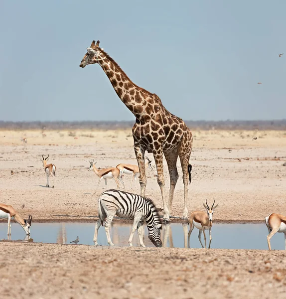 Animales Jirafa Cebra Springbok Cerca Abrevadero Parque Nacional Etosha Namibia — Foto de Stock
