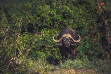 Afrika bufalosu Kenya, Tsavo Ulusal Parkı 'nda yer almaktadır..