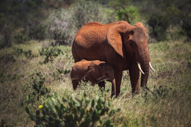 Kenya Afrika 'daki safari parkındaki filler. Anne fil ve bebek fil..