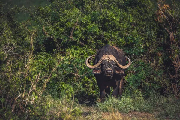 Búfalo Africano Está Localizado Parque Nacional Tsavo Quênia — Fotografia de Stock