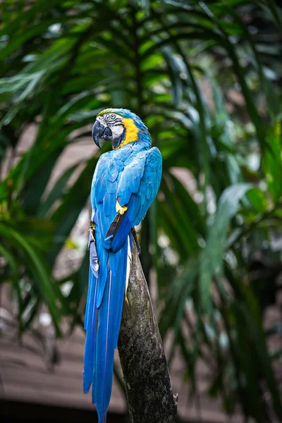 Větvi Stromu Sedí Modrý Žlutý Macaw Ptačí Park Ubud Bali — Stock fotografie