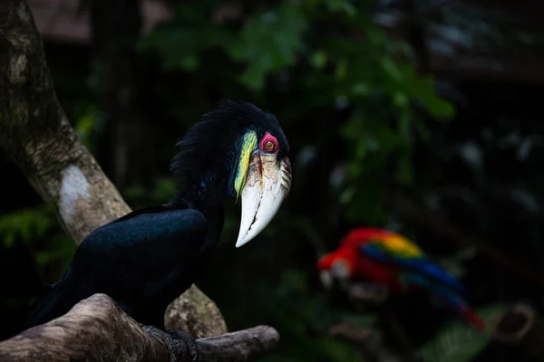 Krásný Pták Hornbill Národním Parku Bali — Stock fotografie