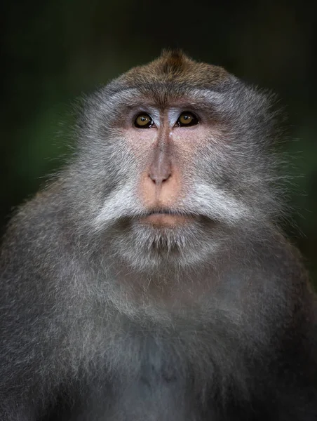 Apporträtt Ubud Heliga Apskog Bali Indonesien — Stockfoto