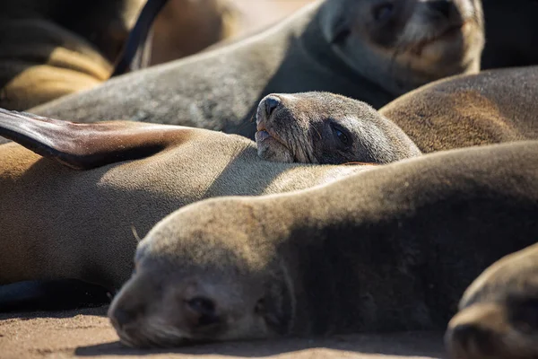 Cape Fur Seal Rookery Cape Cross Costa Sudoeste África Namíbia — Fotografia de Stock