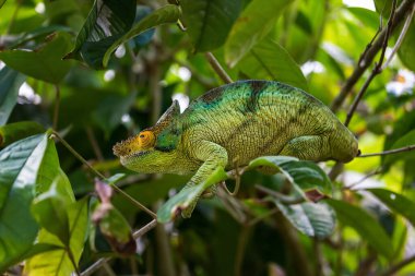 Andasibe-Mantadia Ulusal Parkı 'nda Bukalemun Globifer. Madagaskar.
