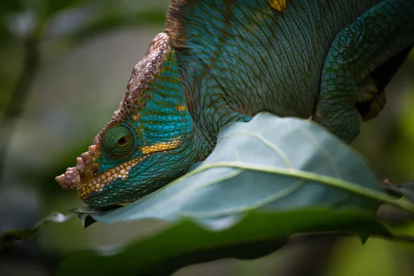 Parsoni Kaméleon Calumma Parsonii Andasibe Mantadia Nemzeti Parkban Madagaszkár Közelkép — Stock Fotó