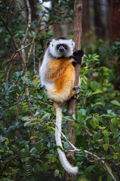 Diadem Sifaka Andasibe Ulusal Parkı Ndaki Bir Ağaçta Duruyor Madagaskar — Stok fotoğraf