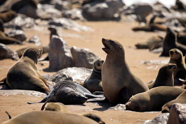 Cape Fur Seal Rookery Cape Cross Costa Sudoeste África Namíbia — Fotografia de Stock