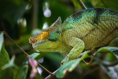 Andasibe-Mantadia Ulusal Parkı 'nda Bukalemun Globifer. Madagaskar. Yakın plan.