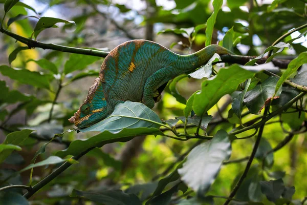 Chameleon Parsoni Calumma Parsonii Národním Parku Andasibe Mantadia Madagaskar — Stock fotografie