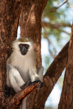 Ağaçta yeşil bir maymun oturuyor. Kenya