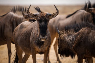 Mavi wildebeest etkin Milli Parkı, Namibia