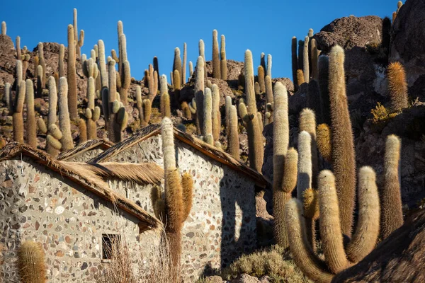 Cactus Gigante Isla Incahuasi Desierto Salino Uyuni Bolivia — Foto de Stock