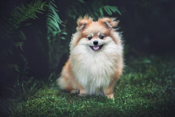 Krásná Pomeranian Spitz Trávníku Parku Blízkosti Keřů — Stock fotografie