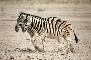 Etosha Ulusal Parkı, Namibya 'da iki zebra
