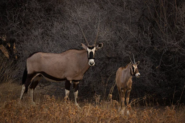 Two Gemsbok Antelopes Oryx Gazella Etosha National Park Namibia Sudafrica — Foto de Stock