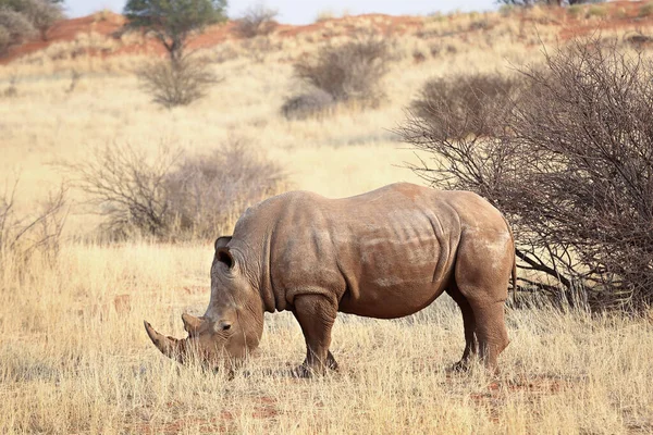 Rhino Τρώει Γρασίδι Στην Έρημο Kalahari Ναμίμπια — Φωτογραφία Αρχείου