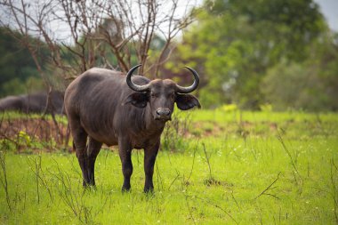 Afrika bufalosu Kenya, Tsavo Ulusal Parkı 'nda yer almaktadır..