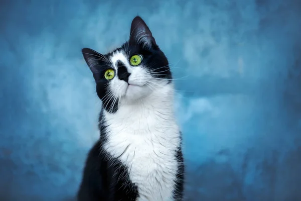 Portrait Chat Noir Blanc Sur Fond Bleu — Photo