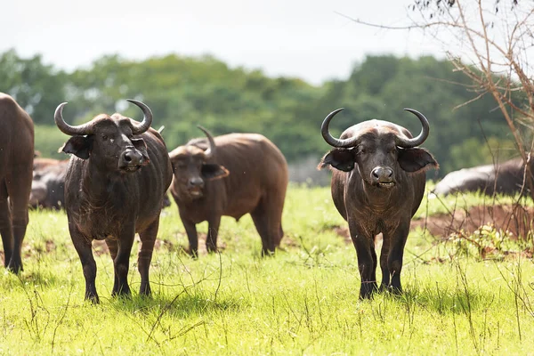 Grupo Búfalos Africanos Está Localizado Parque Nacional Tsavo Quênia — Fotografia de Stock