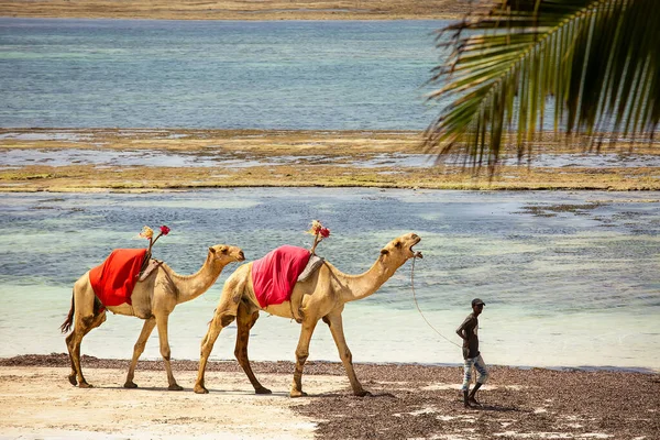 Мужчина Ведет Двух Верблюдов Поводке Вдоль Пляжа Кения — стоковое фото