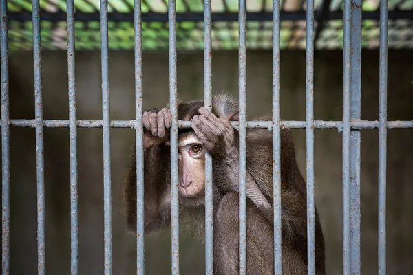Çok üzgün bir maymun kafeste oturuyor.