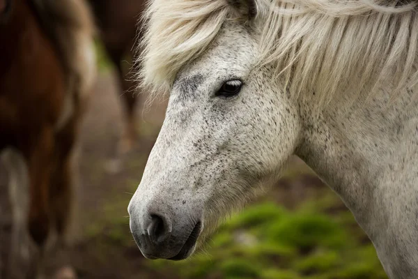 Profil Portretu Pięknego Islandzkiego Białego Konia — Zdjęcie stockowe