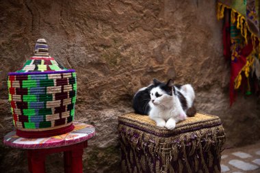 Essaouira, Fas 'ın eski şehrinin duvarında hasır bir sandalyede siyah beyaz bir kedi oturuyor.