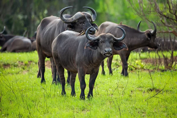 Grupp Afrikanska Bufflar Finns Tsavo National Park Kenya — Stockfoto