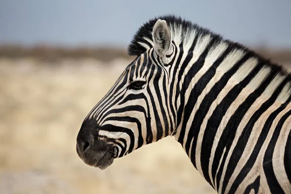 Portrait Zebra Profile Etosha Namibia Stock Picture