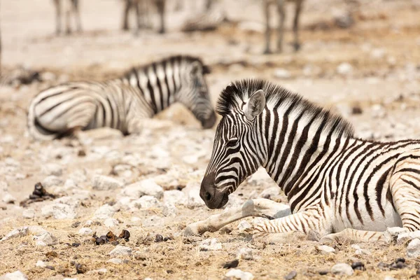 Źrebak Zebry Siedzi Etosha Namibia — Zdjęcie stockowe