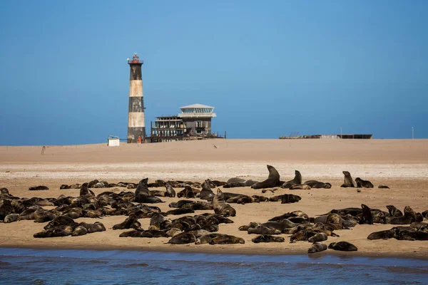Arka planda deniz feneri olan Seal Colony, Swakopmund, Namibia.
