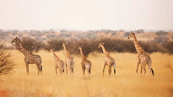 Een Groep Giraffen Kalahari Woestijn Namibië — Stockfoto