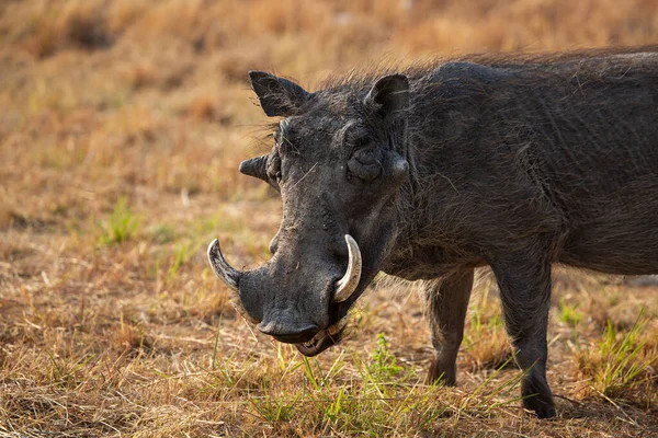 공원의 아프리카 혹멧돼지입니다 — 스톡 사진