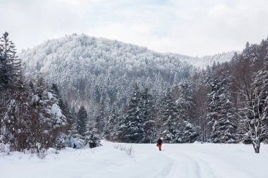 Karda kış ormanı. Ukrayna. Karpatlar. Transcarpathia
