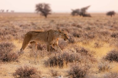 Etosha Ulusal Parkı 'nda dişi aslan. Namibya