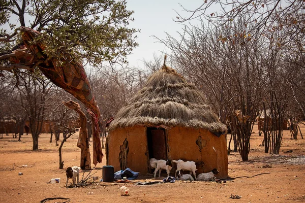 Goats Traditional Himba Hut Namibia — Stock Photo, Image