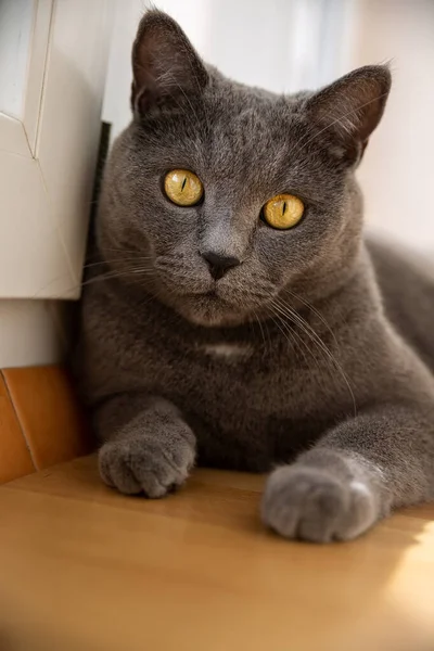 Portrait Big Gray British Cat Yellow Eyes — Stock Photo, Image