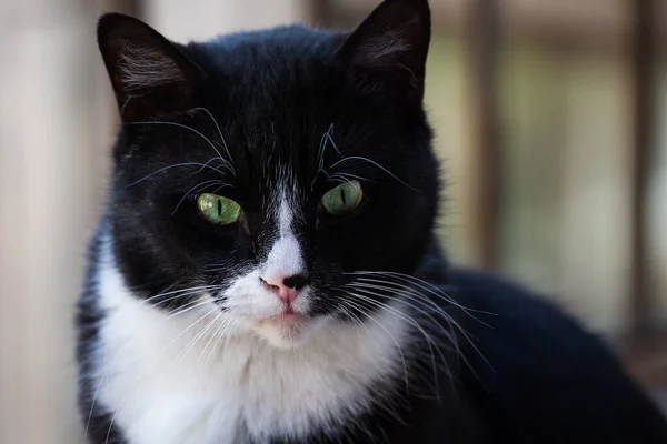 美しい黒と白の猫の肖像画 — ストック写真