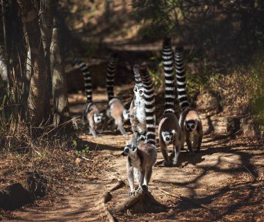 Yüzük şekilli lemurların çoğu Madagaskar 'daki doğal yaşam alanlarında yürürler..