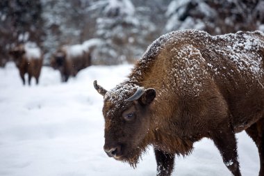 Avrupa bizonu (Bison bonasus) kışın Skole Beskydy Ulusal Parkı 'nda, Karpatlar, Ukrayna