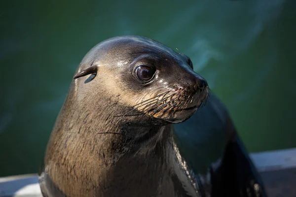 Retrato Close Selo Pele Walvis Bay Namíbia — Fotografia de Stock