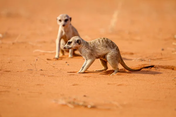 Dwie Surykatki Siedzą Piasku Pustyni Kalahari Namibii — Zdjęcie stockowe