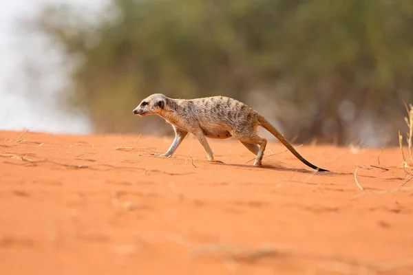 Meerkat Runs Sand Kalahari Desert Namibia — Fotografia de Stock