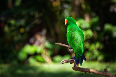 Yeşil bir erkek asil papağan (eclectus) bir ağaç dalında oturur. Kuş parkı. Ubud. Bali.